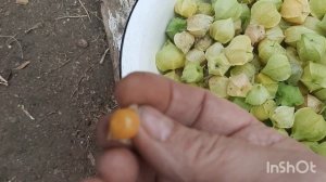 физалис ягодный созревает, зреет👍