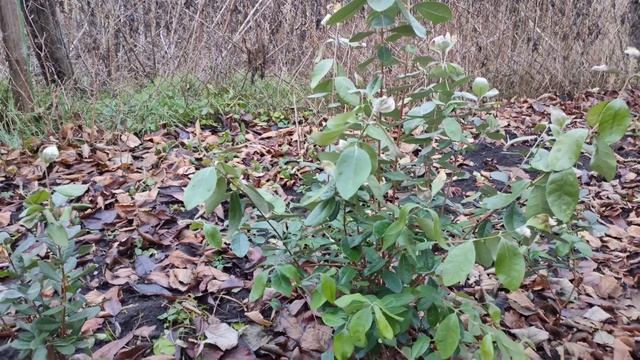 Фейхоа в открытом грунте. Готовим к зиме ,ошибки при по смотреть онлайн