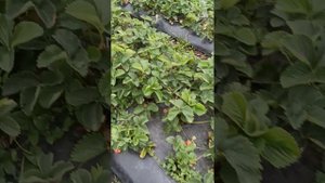 Клубника сорт Румба. Второй год, после посадки из саже?