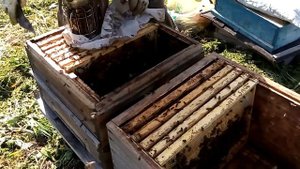 Деление на поллета,противороевые меры