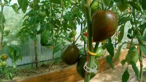 Томат Мятежный звездный истребитель Прайм. Для эстето