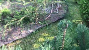 3.08.25 Хвойный Сад Надежды IV