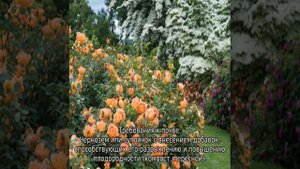 Роза Чарльз Дарвин