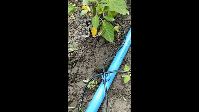 Датчик поливу. Усе про полив 001. смотреть онлайн