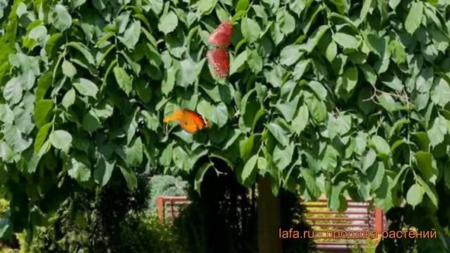 Вяз шершавый Пендула (ulmus glabra pendula) 🌿 вяз Пендула обзор смотреть онлайн