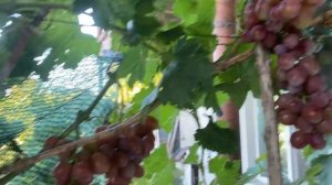 Красный принц - новая форма винограда Голуба А.А. Опред