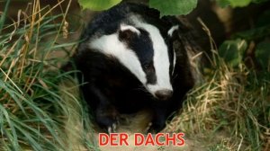 Карточки Домана Животные Леса Часть 2 Немецкий 🇩🇪