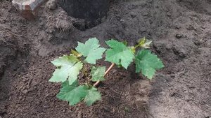 Виноград Ламборджини и Щелкунчик. Как развиваются саж