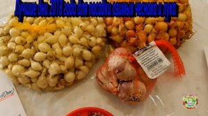 Лучшие дни 2018 года для посадки озимых чеснока и лука