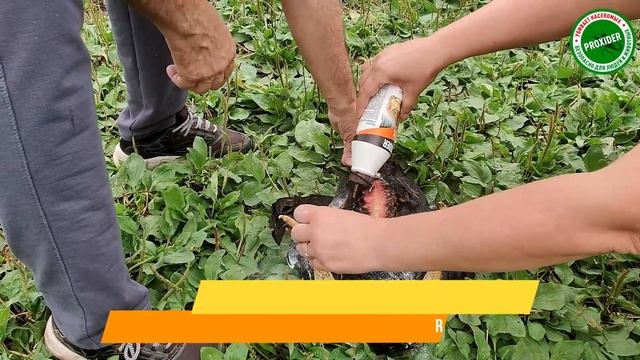 Уничтожили красного клеща у кур смотреть онлайн