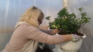 Пересадка гортензии сбежавшая невеста, вегетативные ?