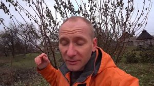 Обрезка Деревьев в Мороз: Когда и Как Это Делать Прави?