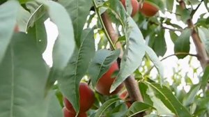 Сорт персика Фиделия