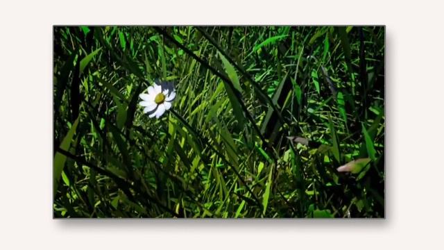 Растительные сообщества. Видеоурок по биологии 6 клас? смотреть онлайн