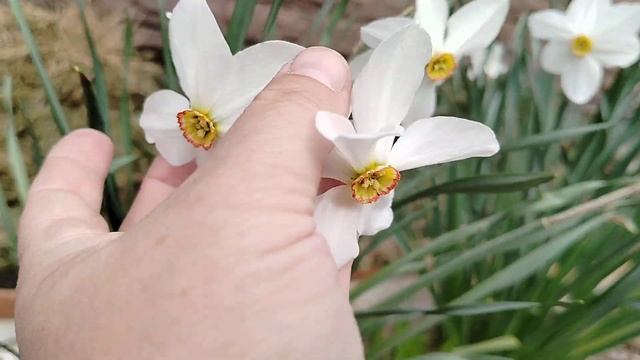 Нарцисс 'Поэтический' зацвёл в нашем саду 2025. смотреть онлайн