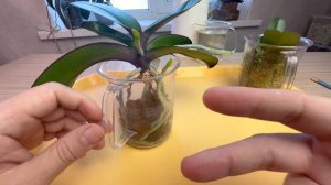 ЛЕГКО ЗАГУБИЛ корни орхидеи // выращивание орхидеи без