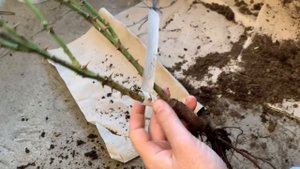 Розы вдохновения – Распаковка посылки 