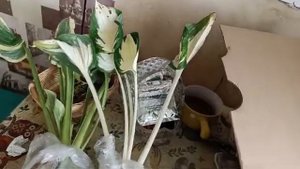 Распаковка посылки с хостами - часть 2