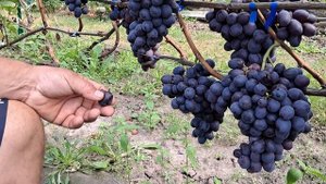 Гібридна форма винограду Лорано. Сезон 2024.