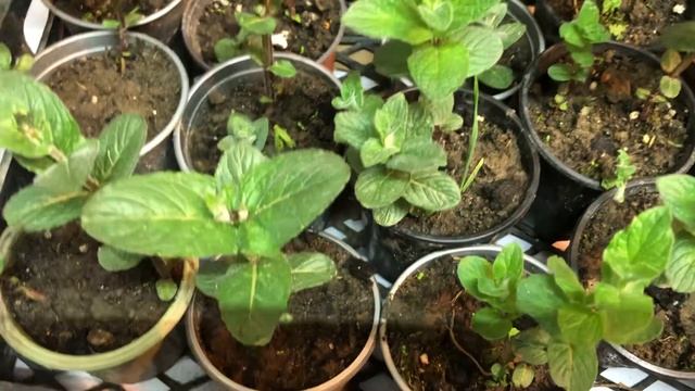 Мята сортовая. Укоренённые черенки. смотреть онлайн