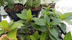 Развитие саженцев метельчатой гортензии самого ранне