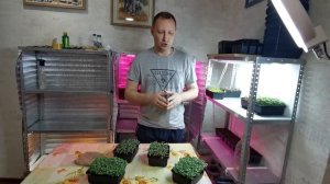 КАК ПОЛИВАТЬ МИКРОЗЕЛЕНЬ - МИКРОЗЕЛЕНЬ ДОМА - КАК ВЫРА?
