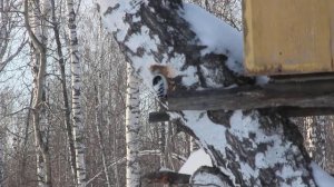 Пёстрый дятел (Тюмень)