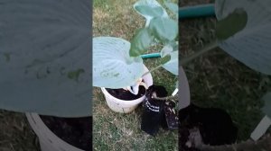 Обман на рынке.Покупочки.Новые хосты. 22.05.2024 #цветыастр