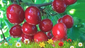 Черешня обыкновенная Итальянка 🌿 Обзор: посадка и ух?