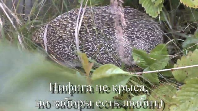 Ёжик - любитель грызть заборы) смотреть онлайн