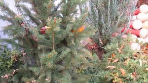 Чем и когда обрабатывать сад осенью.