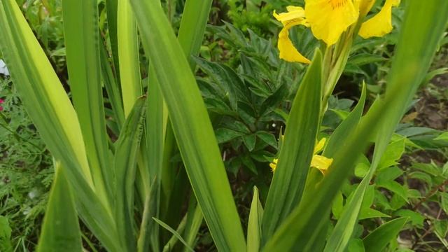 Ирис болотный Вариегата Iris pseudacorus Variegata смотреть онлайн