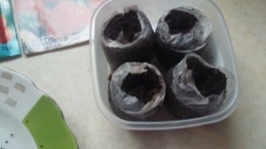 клубника Фреска из семян