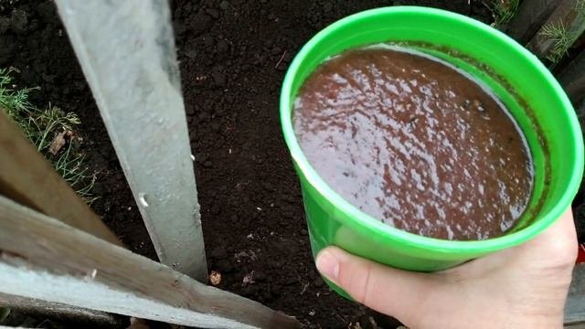 Как Вырастить Укроп в Аргентине.На что Обратить Внима?