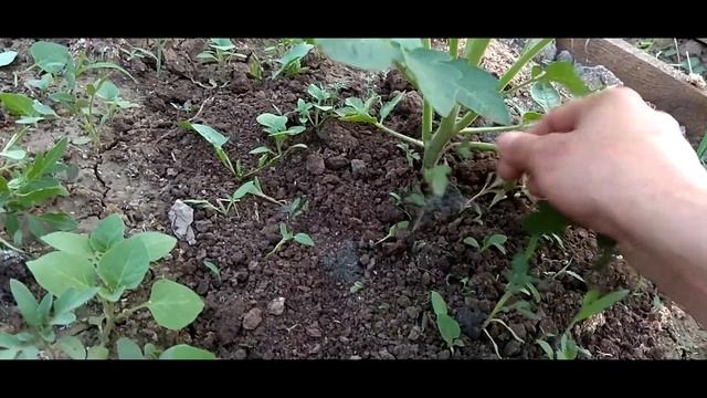 КАК ВЫРАСТИТЬ ПОМИДОРЫ / УДАЛЯЕМ ПАСЫНКИ / ВСЕ ЭТАПЫ ПО смотреть онлайн