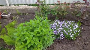 КЛУМБА садовая(2020)/Уход за клумбой/Садовые растения/Цв