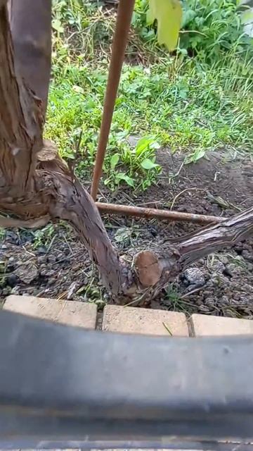 Виноград гф.Клубничный 27.05.22 г.Харьков смотреть онлайн