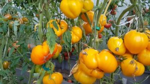 Томат Золотые купола. 100% вы спосите 🙂 17,08,25