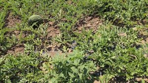 Арбуз Ред Хэвен F1, сладкий, плотный, транспортабельный