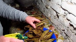 Домашний кавиндиш