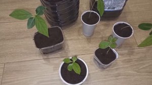 Можно ли вырастить хурму у себя дома на окне