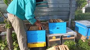 Американский метод пчеловодства Демари через месяц п?