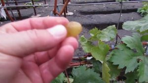 28 октября 2024 года. Виноград, который висит до обрезки к