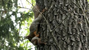 БЕЛКА переносит БЕЛЬЧОНКА в НОВОЕ ГНЕЗДО!