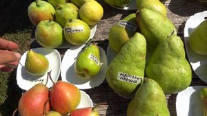 Обзор осенних груш  БЕРЕ КЛЕРЖО, СУПЕРФЕН, ДЕВО, ДЕНИС(?