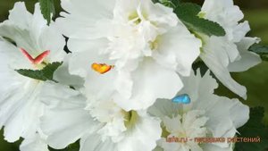 Роза обыкновенный Пленифлора Бланк 🌿 обзор: как сажа?