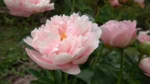 НЕЛЬДА  ДЖОЙ -(Neldas Joy) -автор Don Hollingsworth, 2012