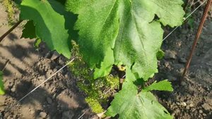 Как ускорить вызревание винограда