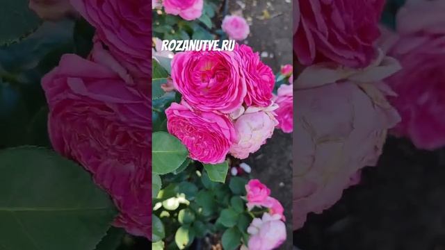 Modern Art / МОДЕРН АРТ Rosen-Tantau ГЕРМАНИЯ 🇩🇪 2012 на Rozanutye.ru #ro смотреть онлайн