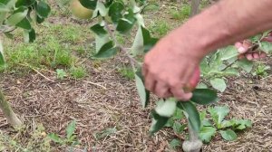 сорт яблони Пирос 2024г.